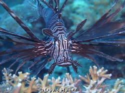 Alona Beach house reef, Bohol. Shore dive, depth around 1... by David Haintz 